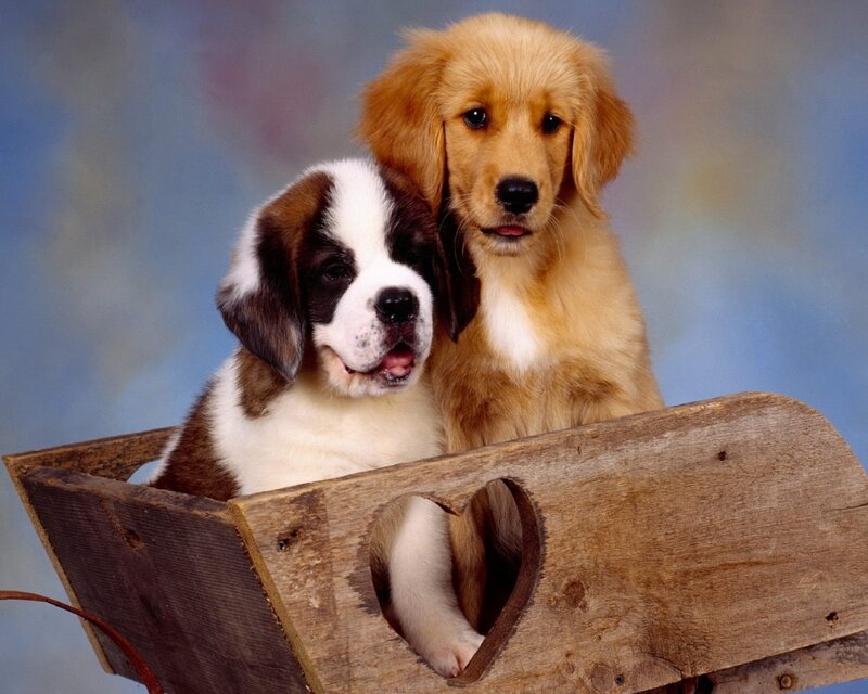 Two puppies in a wooden cart