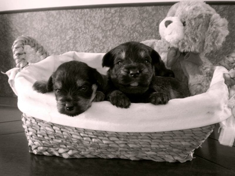 Two Puppies in Basket — Black