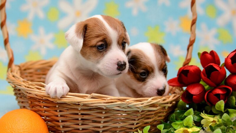 Two Puppies in Basket — Blue