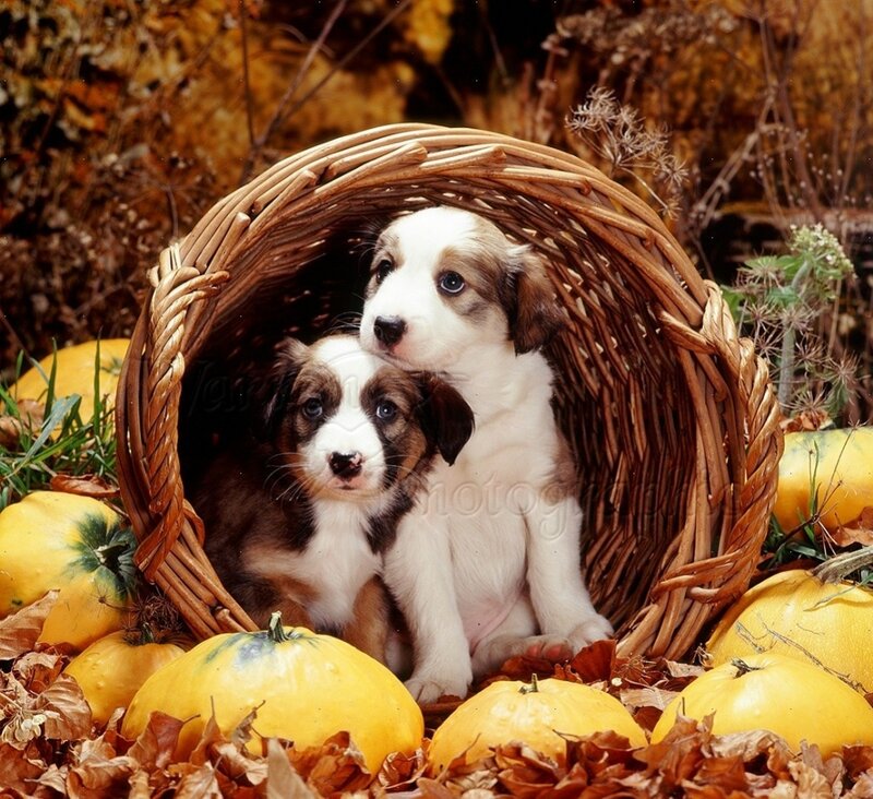 Two Puppies in Basket — Brown, Autumnal