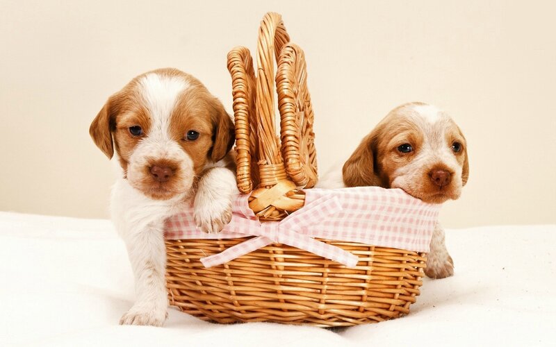 Two Puppies in Basket — Brown, Calm, Photograph, Cloth