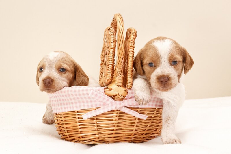 Two Puppies in Basket — Brown, Calm, Photograph