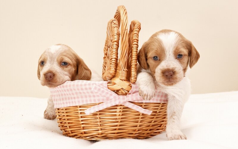 Two Puppies in Basket — Brown, Calm