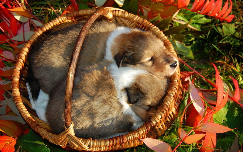 Two Puppies in Basket — Brown, Peaceful