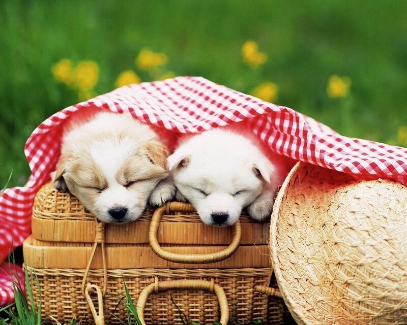 Two Puppies in Basket — Green, Peaceful, Spring