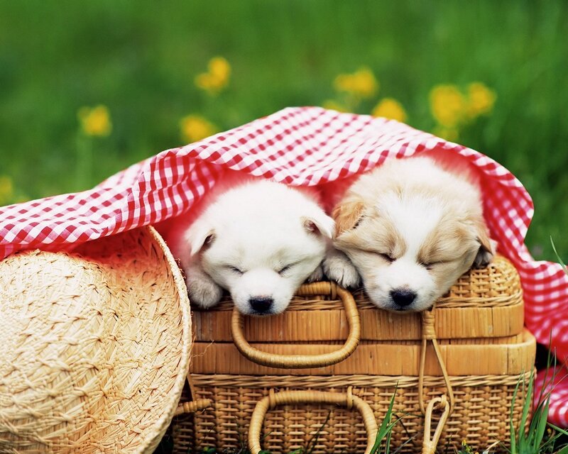Two Puppies in Basket — Green, Peaceful