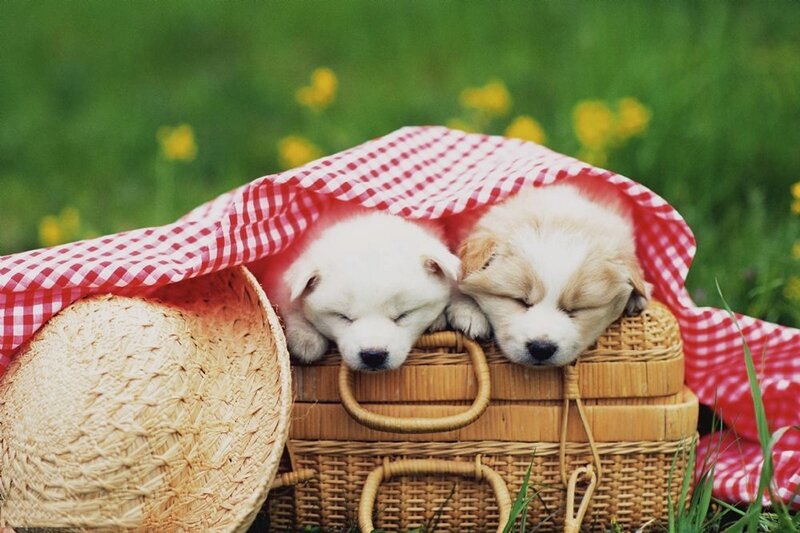 Two Puppies in Basket — Green