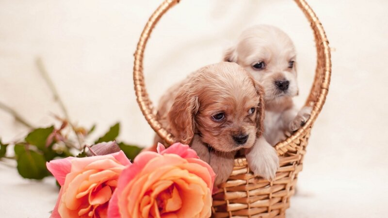 Two Puppies in Basket — Pink, Calm