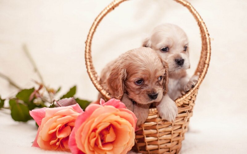 Two Puppies in Basket — Pink