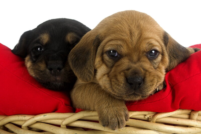 Two Puppies in Basket — Red