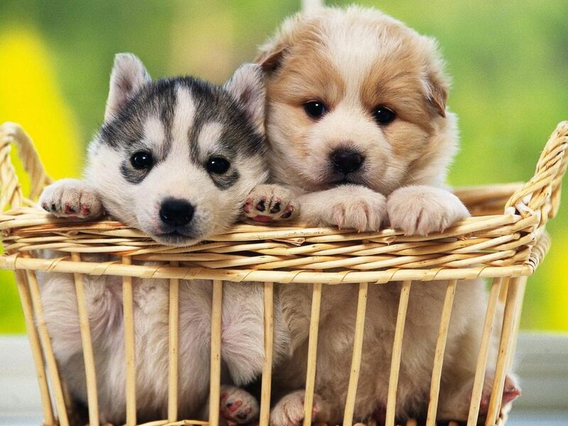 Two Puppies in Basket