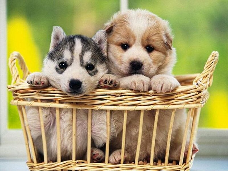 Two Puppies in Basket — White, Calm, Morning