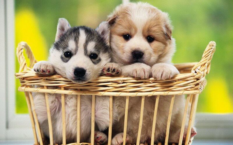 Two Puppies in Basket — White, Calm, Photograph, Window