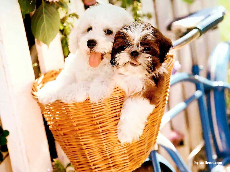 Two Puppies in Basket — White, Cheerful