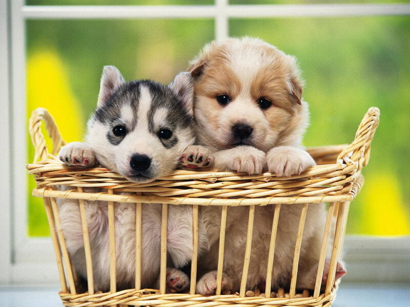 Two Puppies in Basket — White