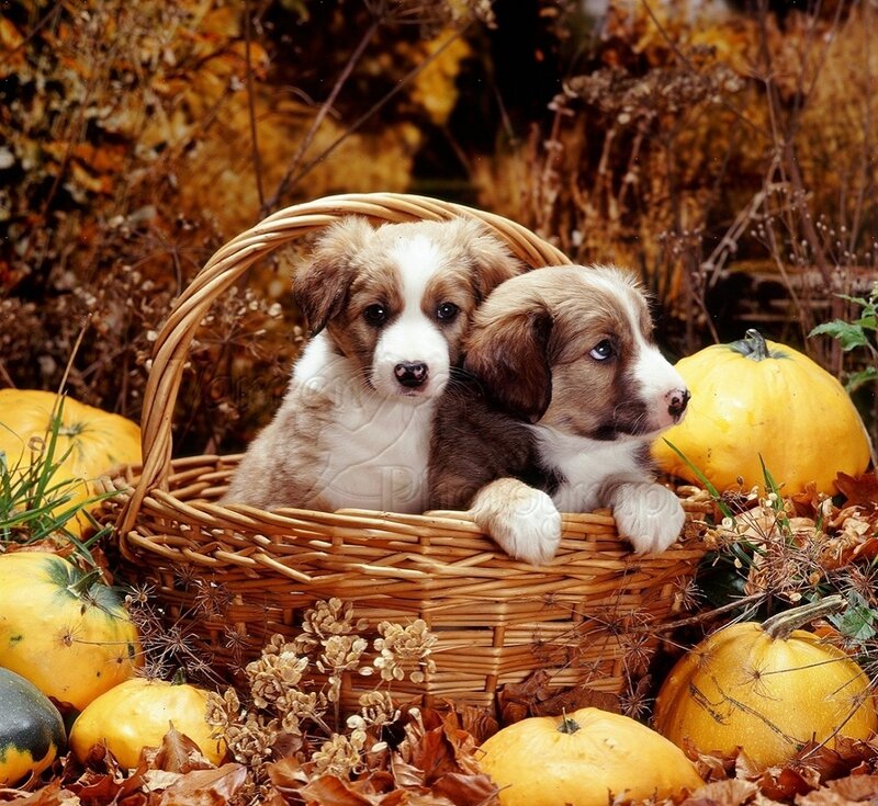 Two Puppies in Basket — Yellow