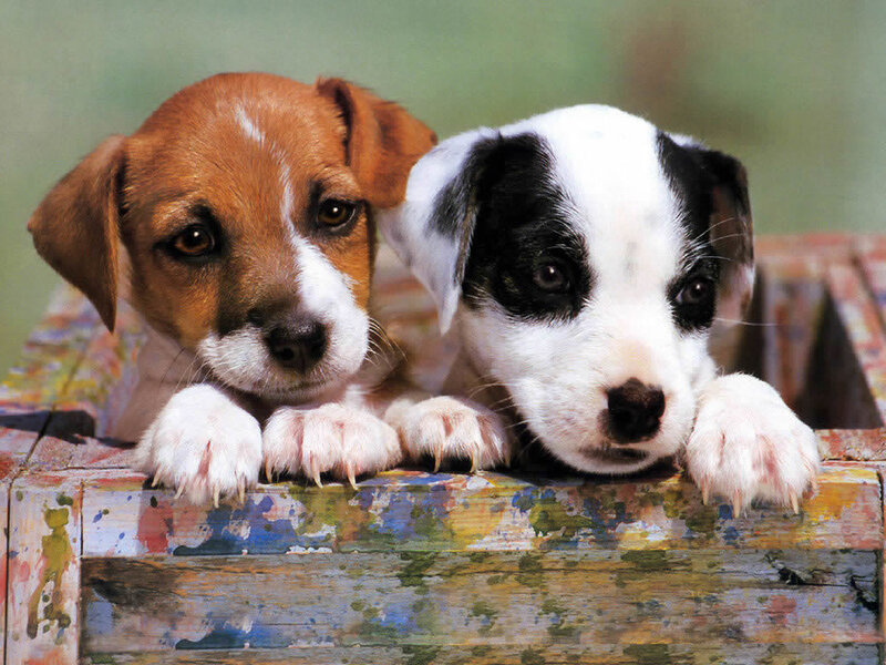 Two Puppies in Box