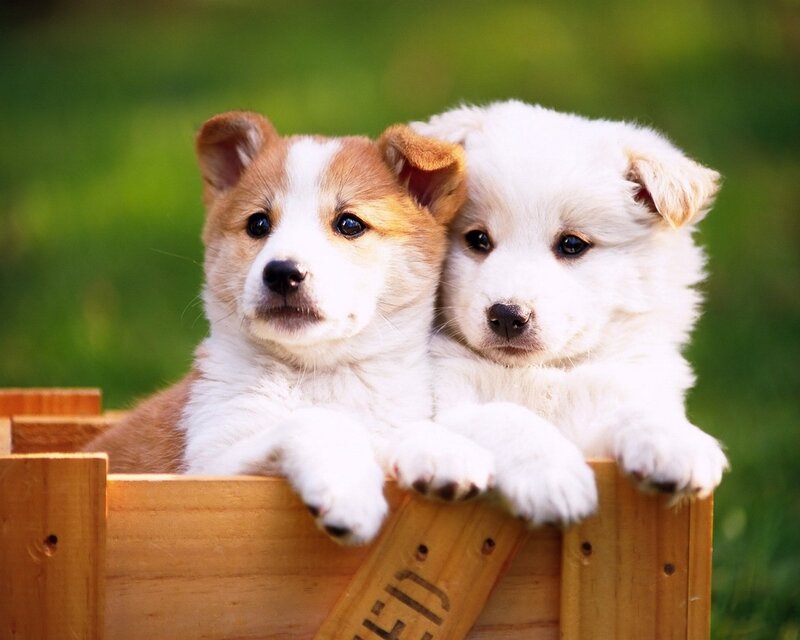 Two Puppies in Box — White, Calm