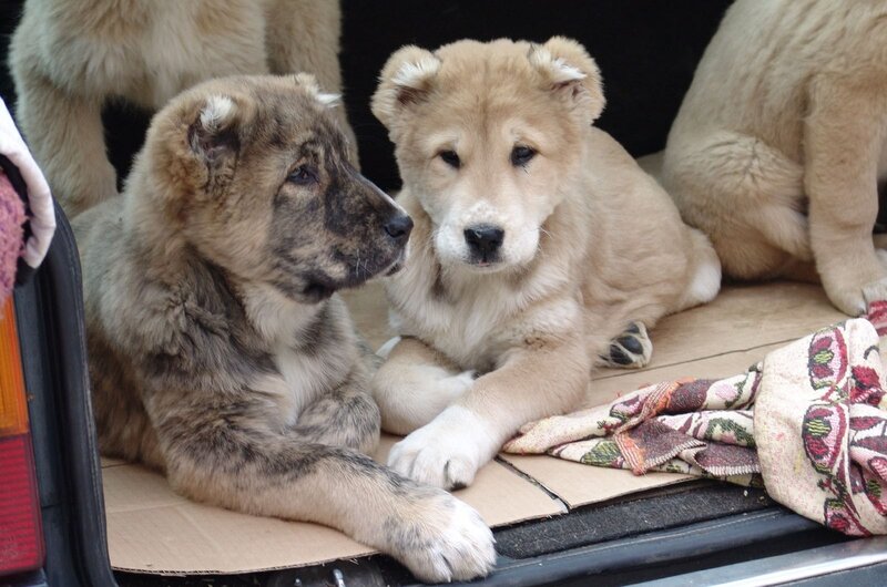 Two Puppies in Car