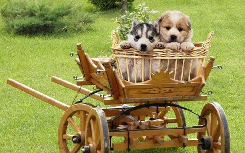 Two Puppies in Cart