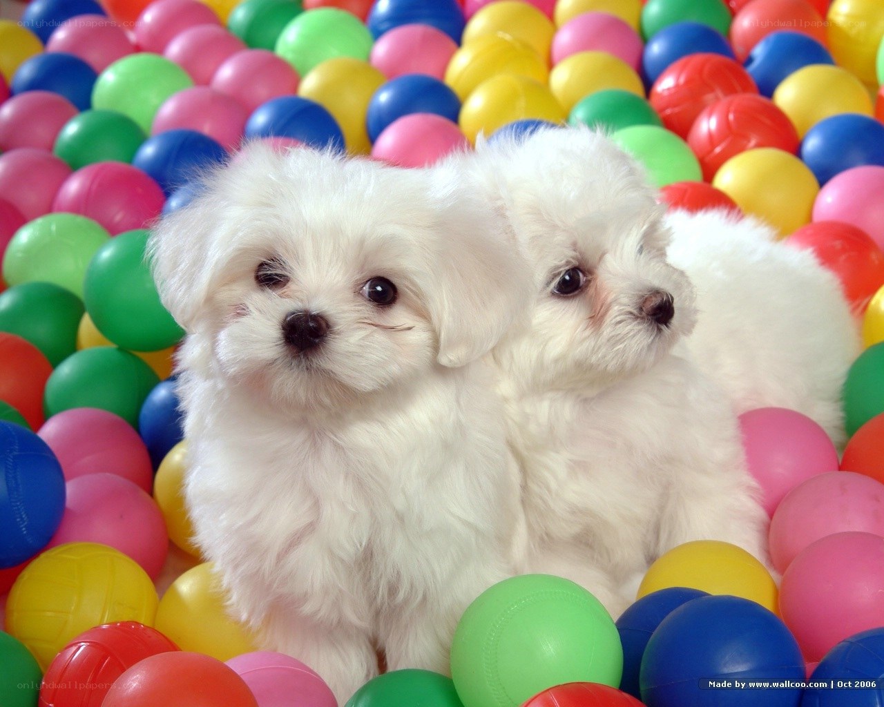 Two puppies in colorful balls
