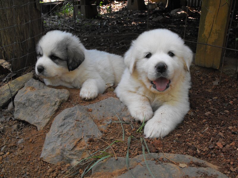Two Puppies in Enclosure