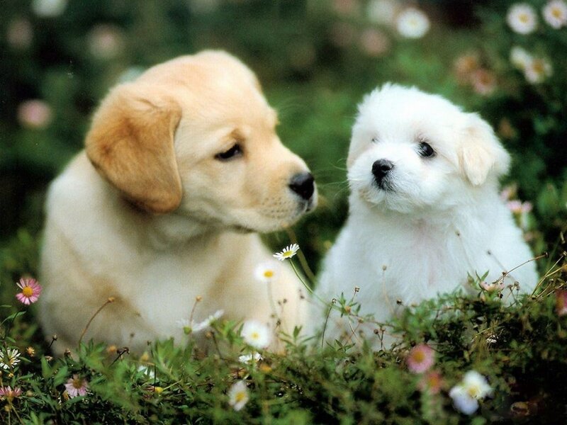Two Puppies in Flowers