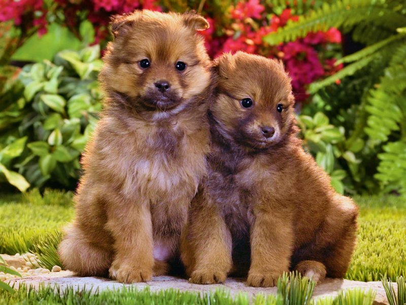 two puppies in garden