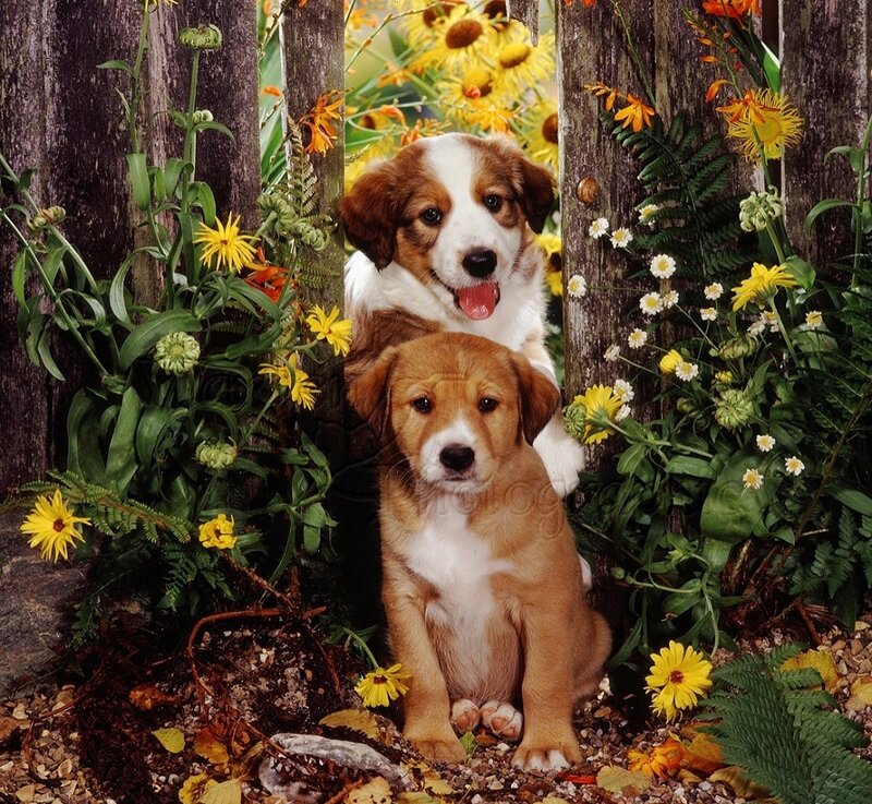 Two Puppies in Garden — Yellow