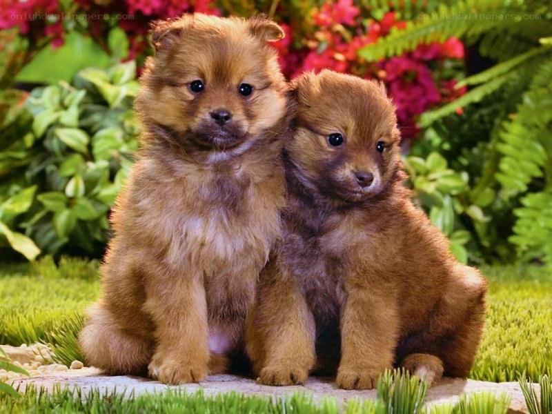 two puppies in garden