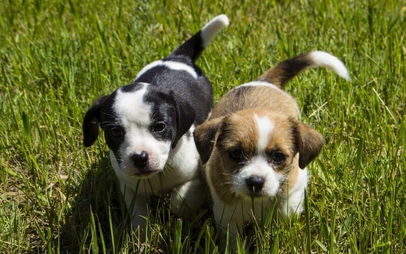Two Puppies in Grass — Green, Calm, Afternoon, Photograph