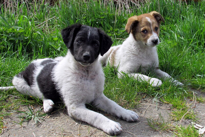 Two Puppies in Grass — Green, Calm, Afternoon