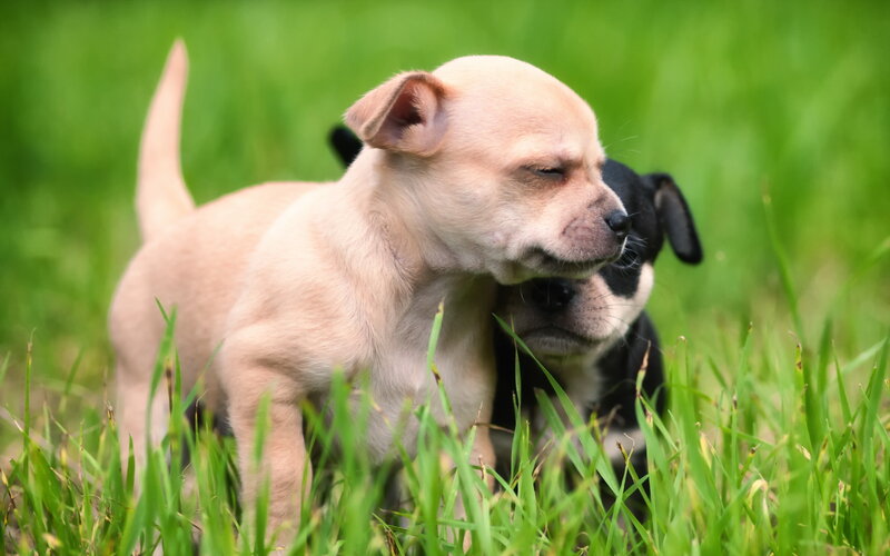 Two Puppies in Grass — Green, Calm
