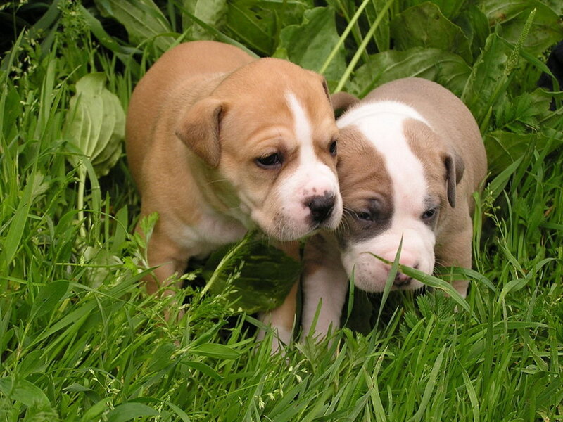Two Puppies in Grass — Green