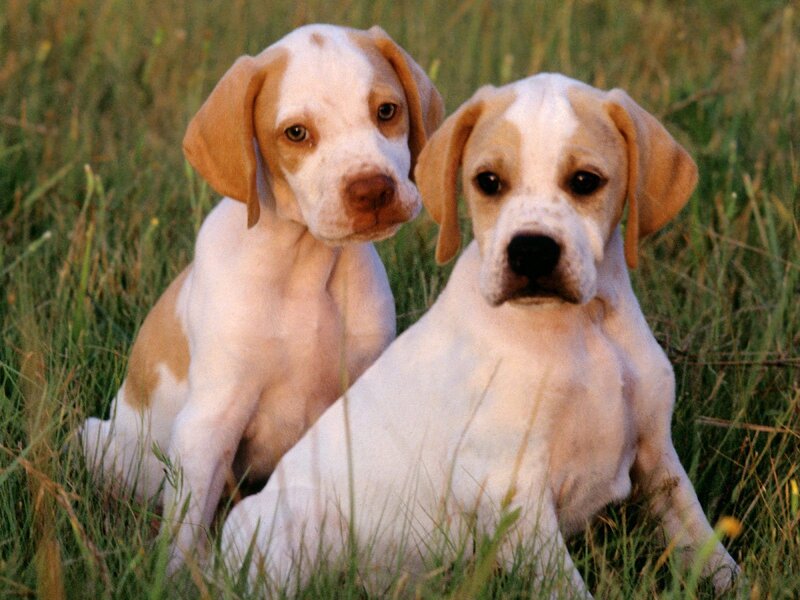 Two Puppies in Grass