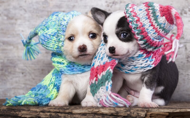 Two Puppies in Hats — Blue