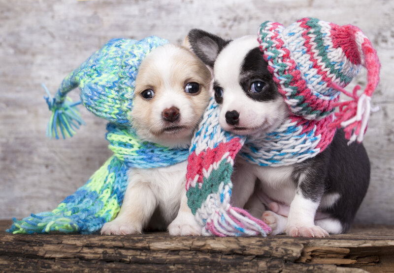Two Puppies in Hats — White