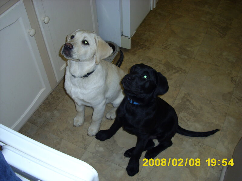 two puppies in kitchen