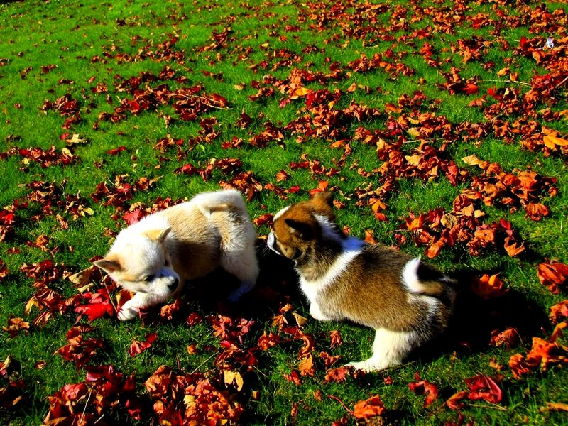 Two Puppies in Leaves