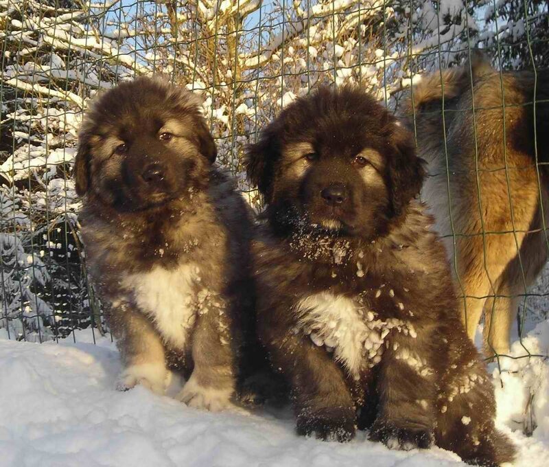 Two Puppies in Snow
