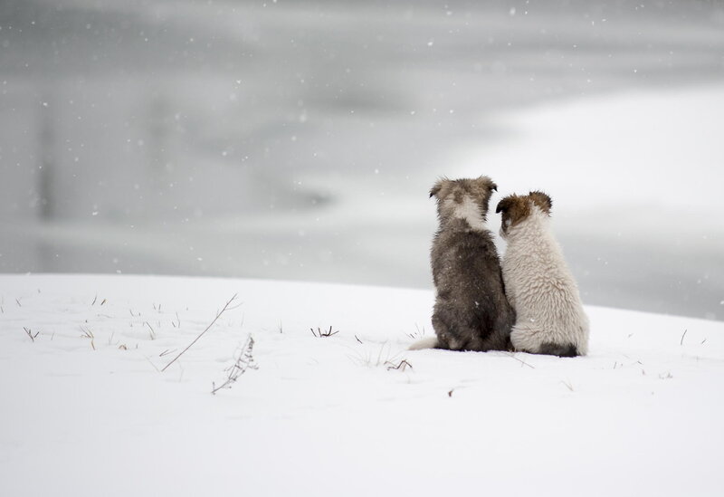 Two Puppies in Snow — White, Calm