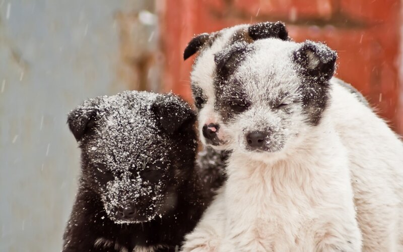 Two Puppies in Snow — White