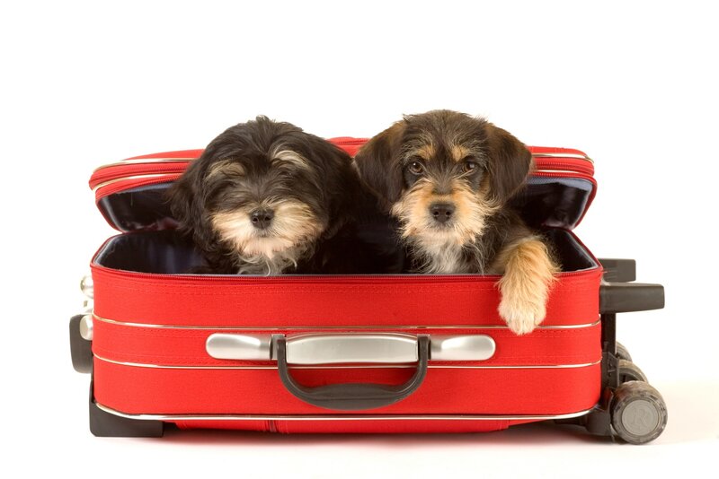 Two Puppies in Suitcase