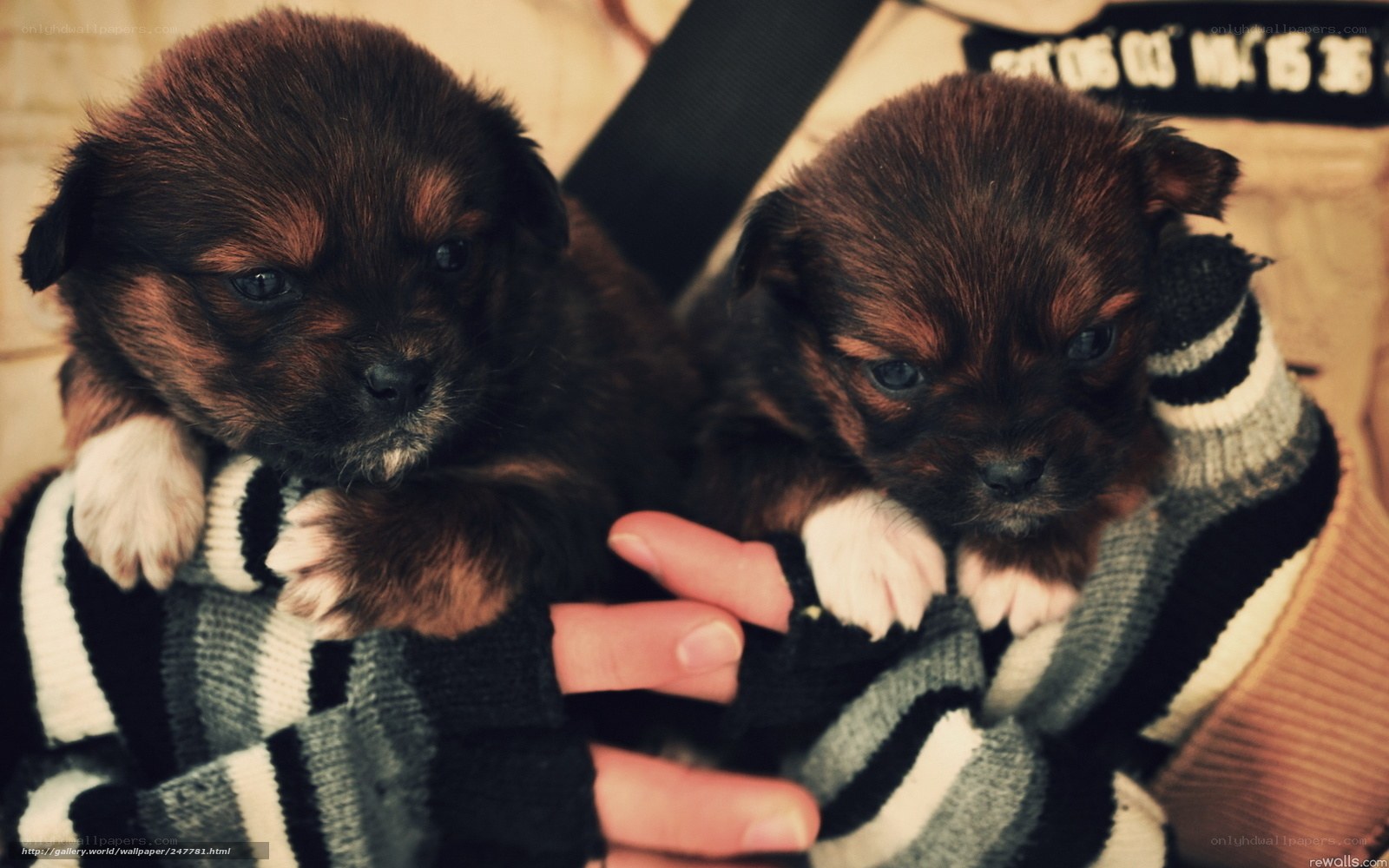 two puppies in sweater