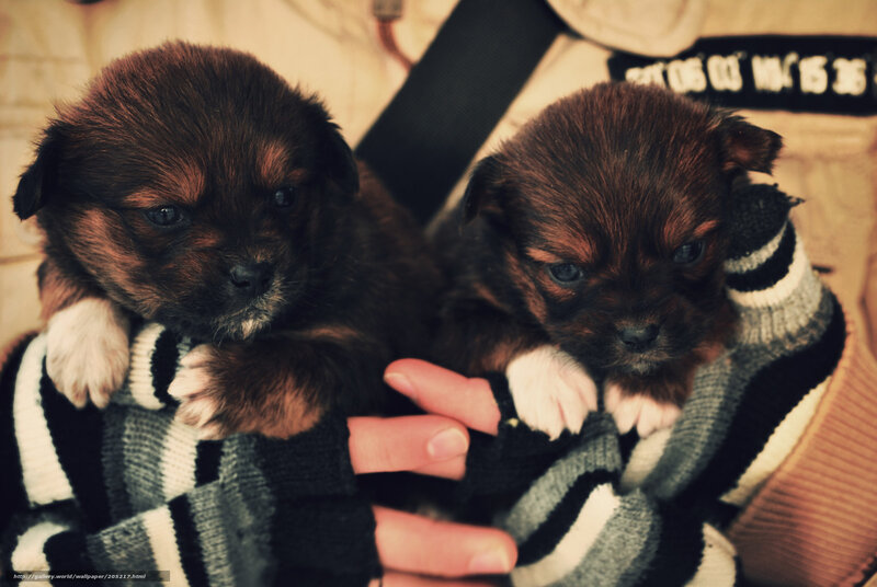 two puppies in sweater