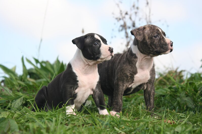 two puppies in the grass