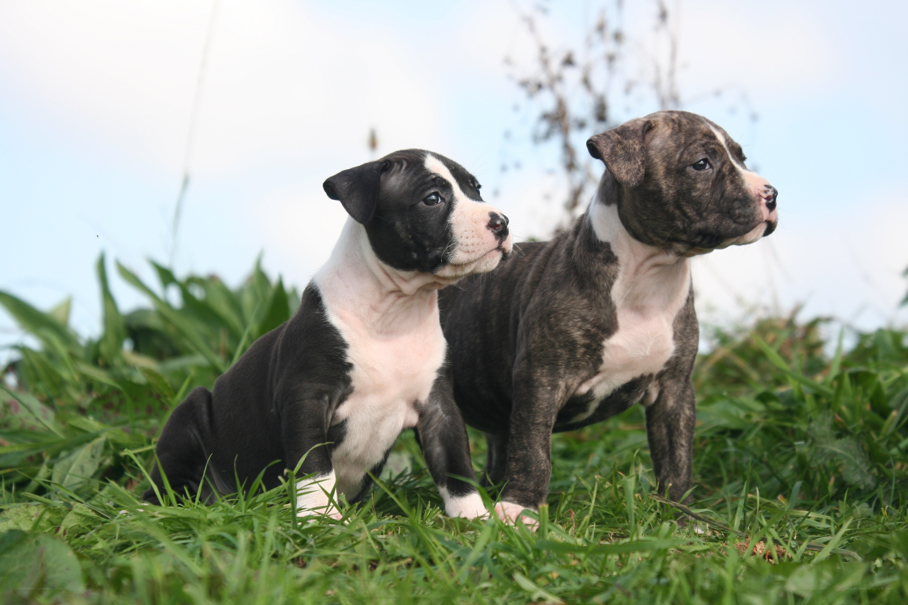 two puppies in the grass
