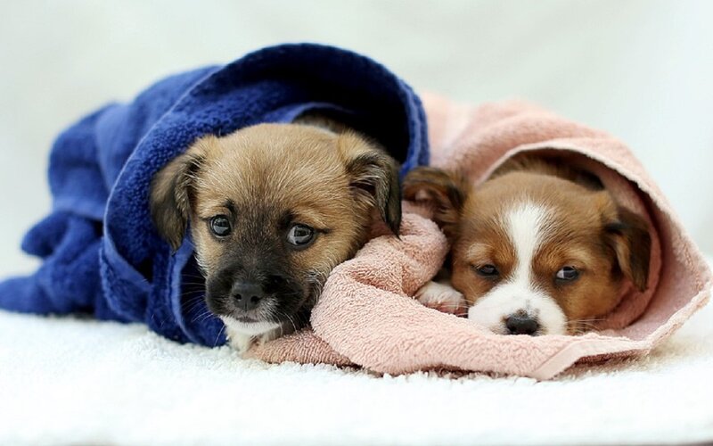 Two Puppies in Towels