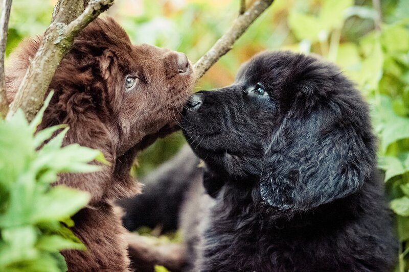 Two Puppies Interacting — Brown