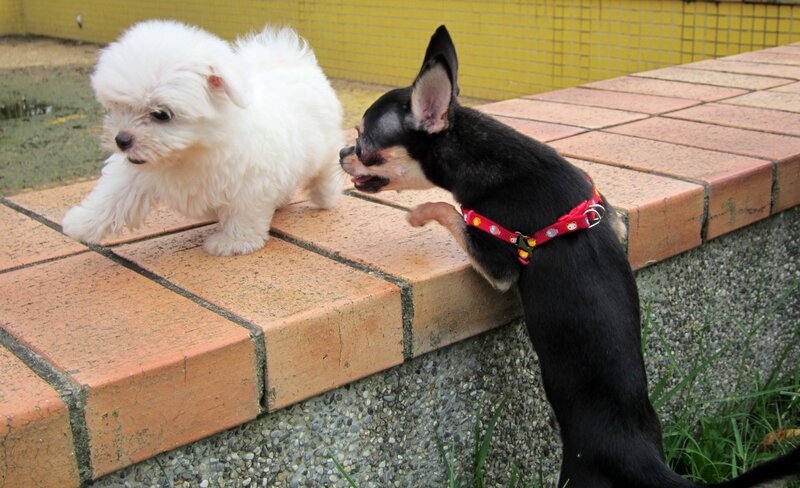 Two Puppies Interacting